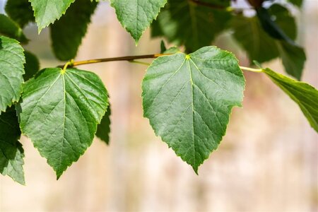 Tilia cordata 'Böhlje'=Erecta 10-12 STA BR - image 3