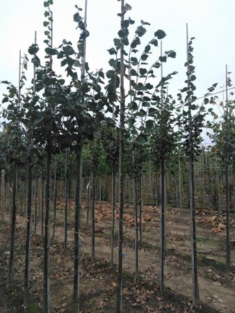 Tilia cordata 'Greenspire' 6-8 Hoogstam wortelgoed - afbeelding 2