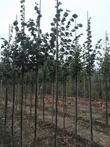 Tilia cordata 'Greenspire' 6-8 Hoogstam wortelgoed - afbeelding 2