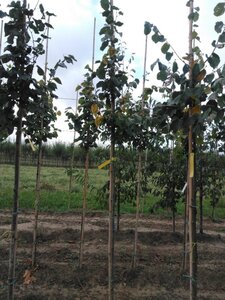 Tilia cordata 'Greenspire' 6-8 Hoogstam wortelgoed - afbeelding 1
