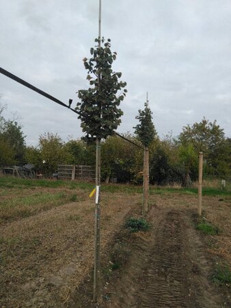 Tilia cordata 'Rancho' 8-10 Hoogstam wortelgoed
