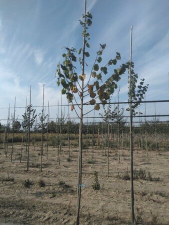 Tilia cordata 'Roelvo' 6-8 Hoogstam wortelgoed - afbeelding 1