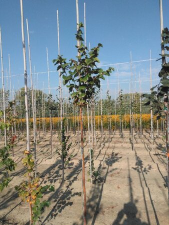 Tilia cordata 'Winter Orange' 6-8 Hoogstam wortelgoed - afbeelding 1