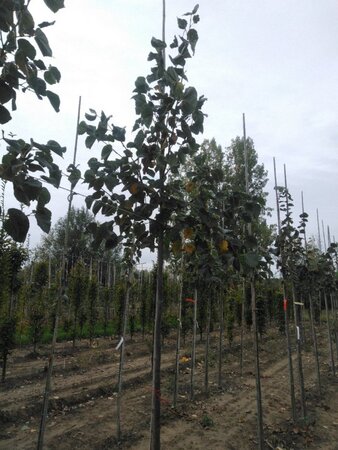 Tilia europaea 'Euchlora' 10-12 Hoogstam wortelgoed - afbeelding 5