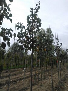 Tilia europaea 'Euchlora' 10-12 Hoogstam wortelgoed - afbeelding 5