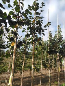 Tilia europaea 'Euchlora' 8-10 Hoogstam wortelgoed - afbeelding 6