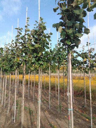 Tilia europaea 'Pallida' 10-12 Hoogstam wortelgoed