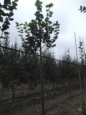 Tilia platyphyllos 10-12 Hoogstam wortelgoed