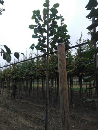 Tilia platyphyllos 6-8 Hoogstam wortelgoed - afbeelding 5