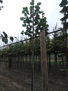 Tilia platyphyllos 6-8 Hoogstam wortelgoed - afbeelding 5