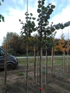 Tilia platyphyllos 6-8 Hoogstam wortelgoed - afbeelding 4