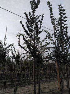 Ulmus 'Columella' 12-14 Hoogstam wortelgoed 2 X verplant