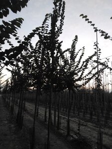 Ulmus 'Columella' 8-10 STA4 BR