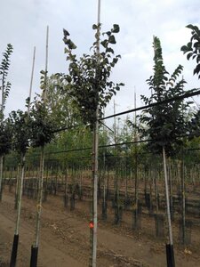 Ulmus glabra 10-12 STA BR - image 3