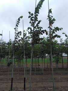 Ulmus glabra 6-8 Hoogstam wortelgoed - afbeelding 4