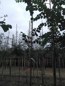 Ulmus glabra 6-8 Hoogstam wortelgoed - afbeelding 1