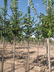 Ulmus glabra 6-8 Hoogstam wortelgoed - afbeelding 2