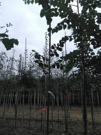 Ulmus glabra 6-8 STA BR - image 1