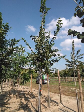 Ulmus glabra 8-10 Hoogstam wortelgoed - afbeelding 2