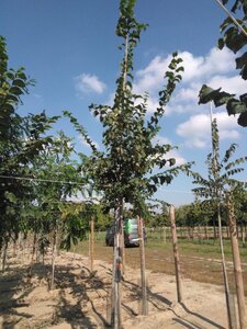 Ulmus glabra 8-10 Hoogstam wortelgoed - afbeelding 2