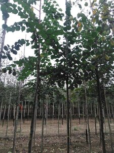 Ulmus glabra 8-10 STA4 BR