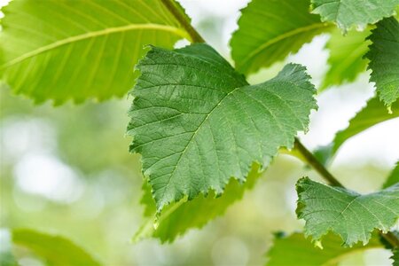 Ulmus 'Nanguen' = ' Lutece' 10-12 STA BR - image 1