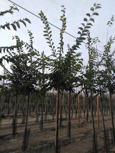 Ulmus 'Sapporo Autumn Gold' 12-14 Hoogstam wortelgoed 2 X verplant - afbeelding 6