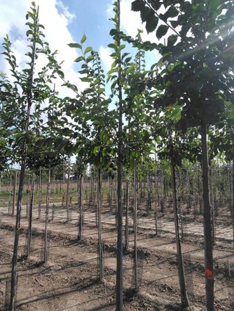 Ulmus 'Sapporo Autumn Gold' 6-8 Hoogstam wortelgoed - afbeelding 6