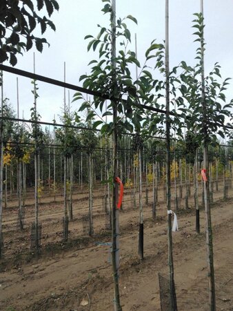 Ulmus 'Sapporo Autumn Gold' 6-8 STA BR - image 7