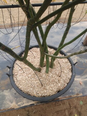 Acer palmatum 200-250 cm cont. 160L meerstammig - afbeelding 1