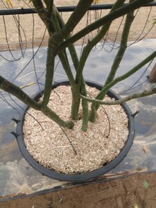Acer palmatum 200-250 cm cont. 160L meerstammig