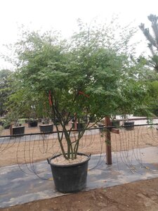 Acer palmatum 200-250 cm cont. 160L meerstammig - afbeelding 2