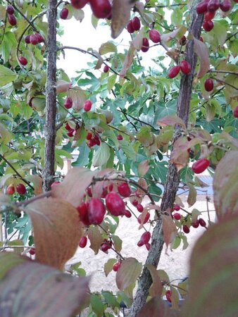 Cornus mas 250-300 cm cont. 110L meerstammig - afbeelding 1