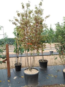 Cornus mas 250-300 cm cont. 110L meerstammig - afbeelding 2