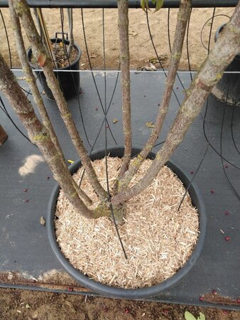 Cornus mas 250-300 cm cont. 110L meerstammig - afbeelding 3