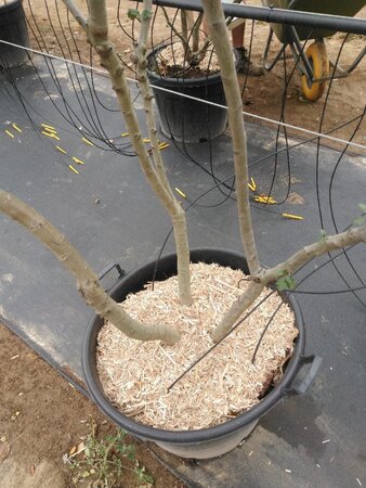 Crataegus monogyna 250-300 cm container meerstammig - afbeelding 1
