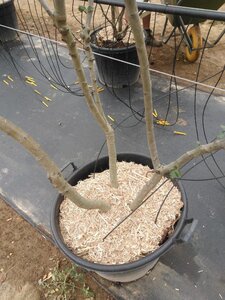 Crataegus monogyna 250-300 cm container meerstammig