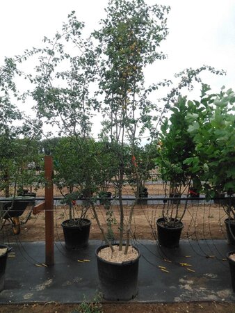 Crataegus monogyna 250-300 cm container meerstammig - afbeelding 2
