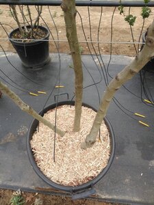 Crataegus monogyna 250-300 cm container meerstammig - afbeelding 3