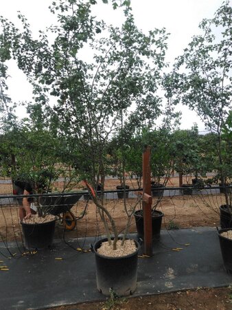 Crataegus monogyna 250-300 cm container meerstammig - afbeelding 4