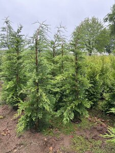 Cupressocyparis leylandii 175-200 cm cont. 10L