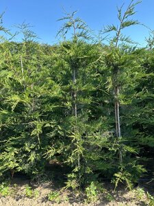 Cupressocyparis leylandii 175-200 cm cont. 10L - afbeelding 2