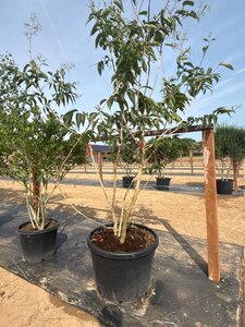 Heptacodium miconioides 200-250 cm cont. 150L meerstammig - afbeelding 4