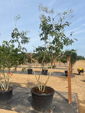Heptacodium miconioides 200-250 cm cont. 150L meerstammig - afbeelding 1