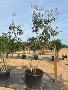 Heptacodium miconioides 200-250 cm cont. 150L meerstammig
