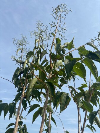 Heptacodium miconioides 200-250 cm cont. 150L meerstammig - afbeelding 2