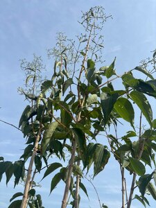Heptacodium miconioides 200-250 cm cont. 150L meerstammig - afbeelding 2