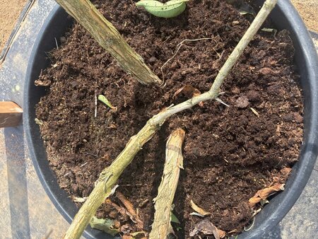 Heptacodium miconioides 200-250 cm cont. 150L meerstammig - afbeelding 3