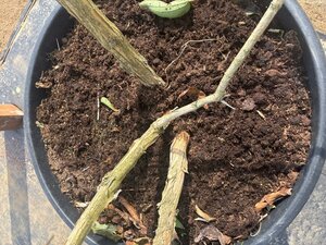 Heptacodium miconioides 200-250 cm cont. 150L meerstammig - afbeelding 3