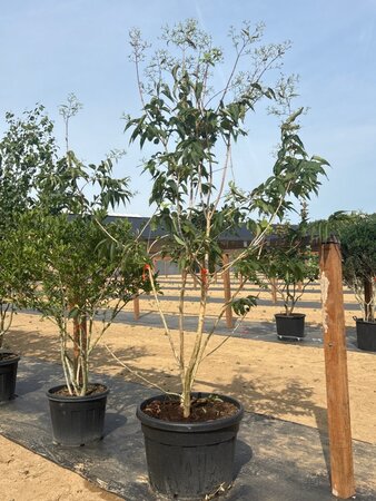 Heptacodium miconioides 200-250 cm cont. 150L meerstammig - afbeelding 5